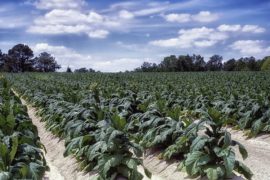 Comparing Types and Flavors of Tobacco