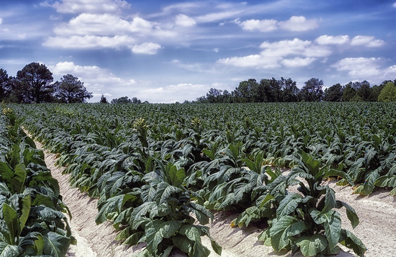 Comparing Types and Flavors of Tobacco