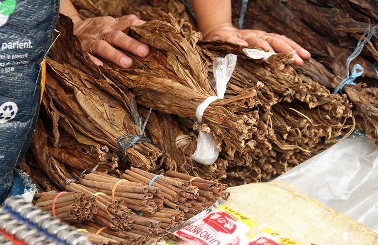 Dried Tobacco Leaves